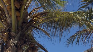 A beach with a palm tree, a white wall, and a view of the ocean. - Sofia Sea View (Pwani Mchangani)