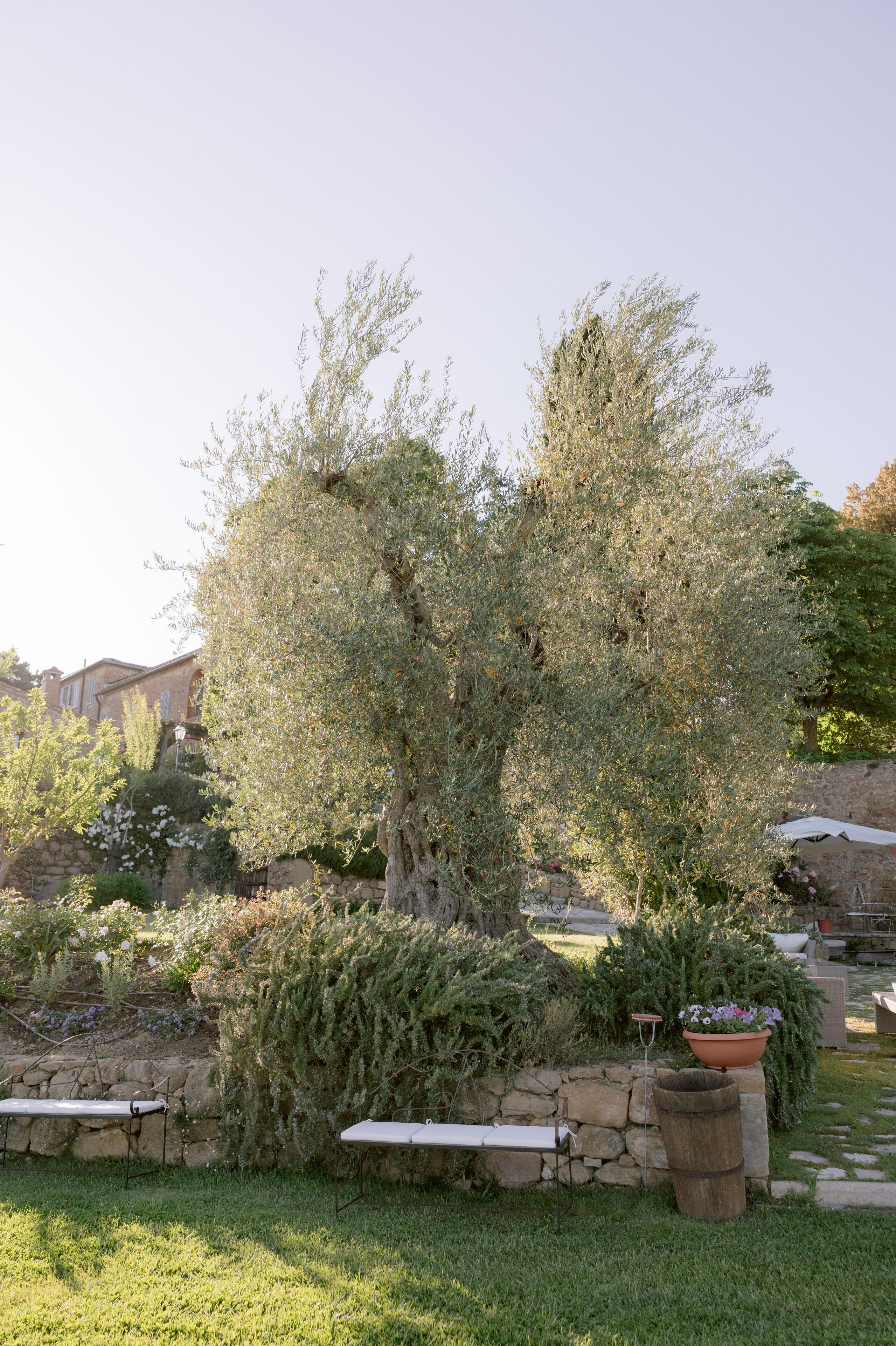 An outdoor garden with olive trees, stone walls, and a stone bench.