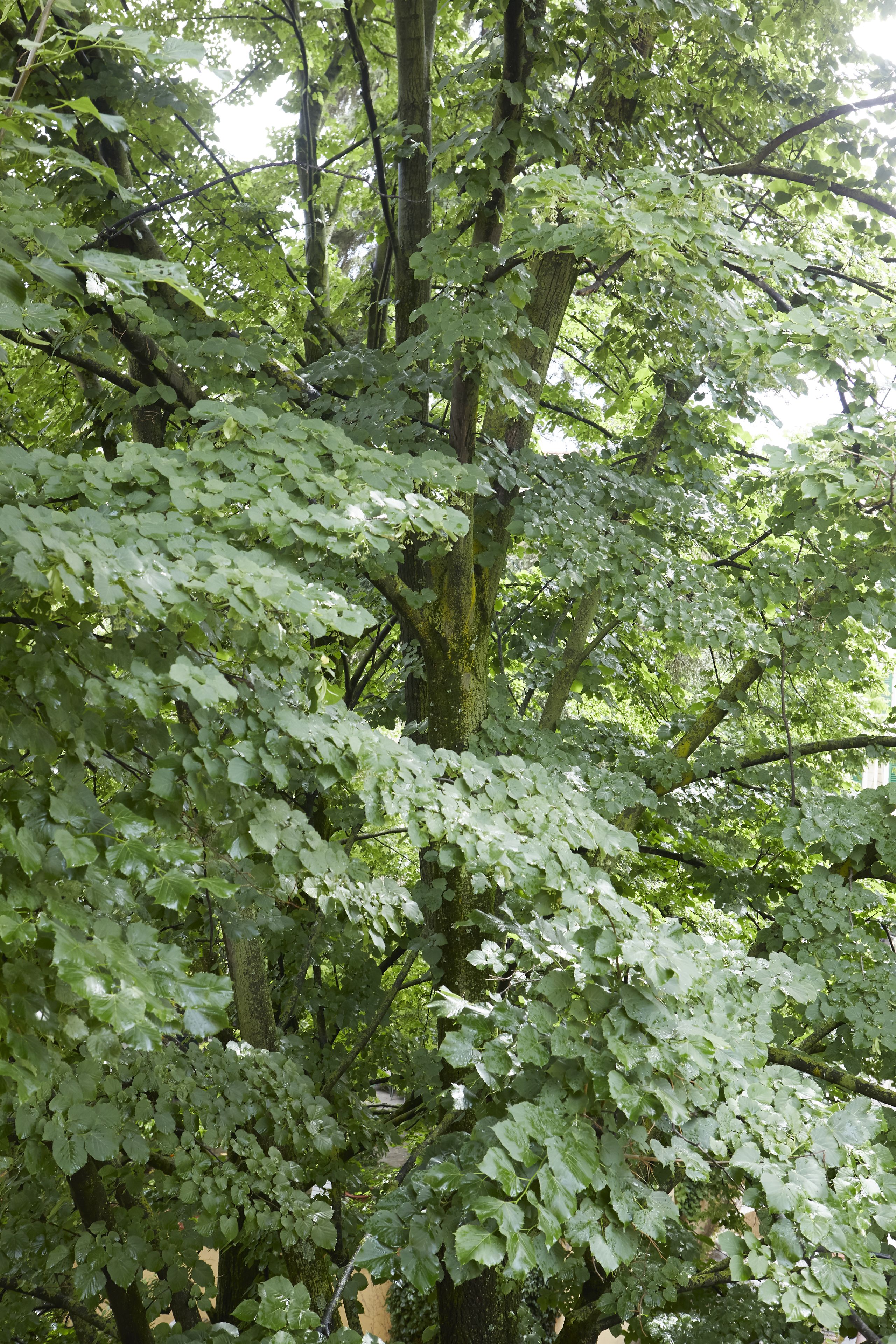 Photo - Messori Suites