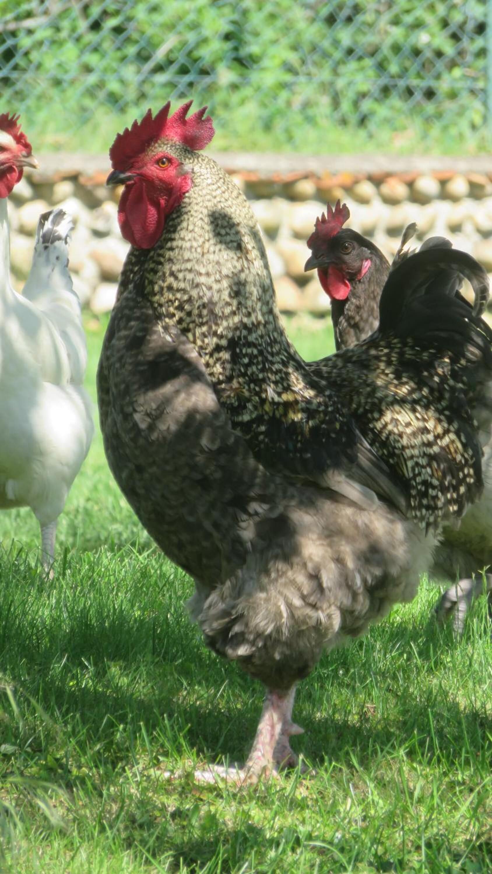 A group of chickens in a grassy outdoor area with a chain-link fence in the background.