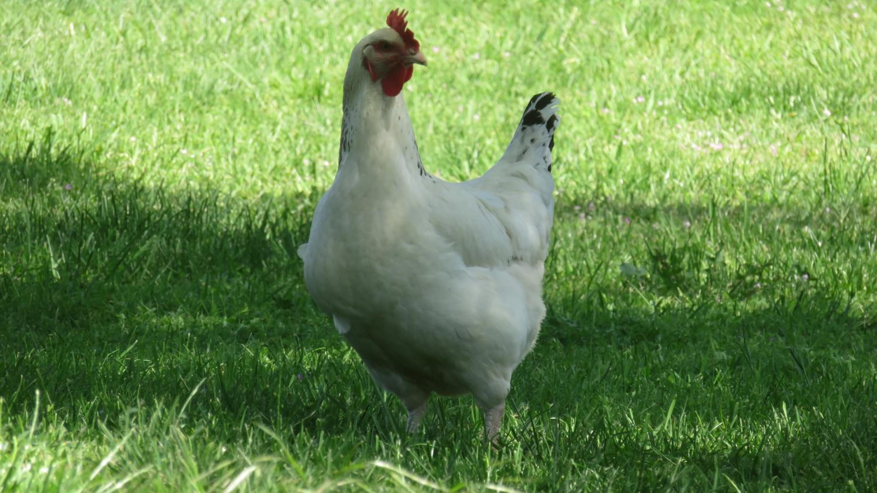 Un pollo caminando sobre un campo cubierto de hierba.