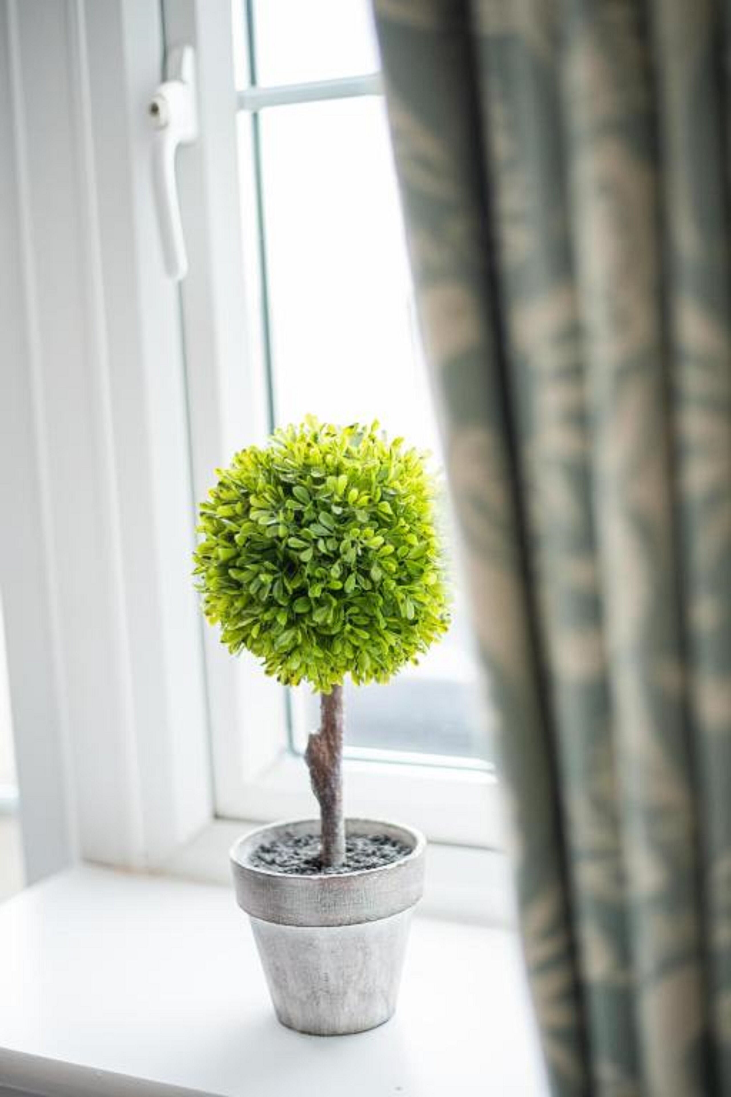 A small potted plant on a windowsill.