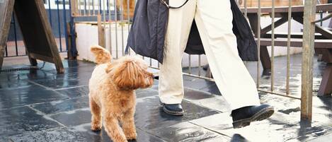 Una persona pasea un perro pequeño sobre una superficie de baldosas mojadas.