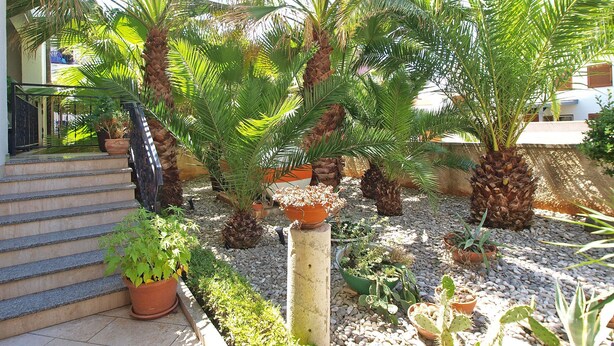 Ein Garten mit Palmen, Topfpflanzen und einer Treppe, die zu einem Gebäude führt.
