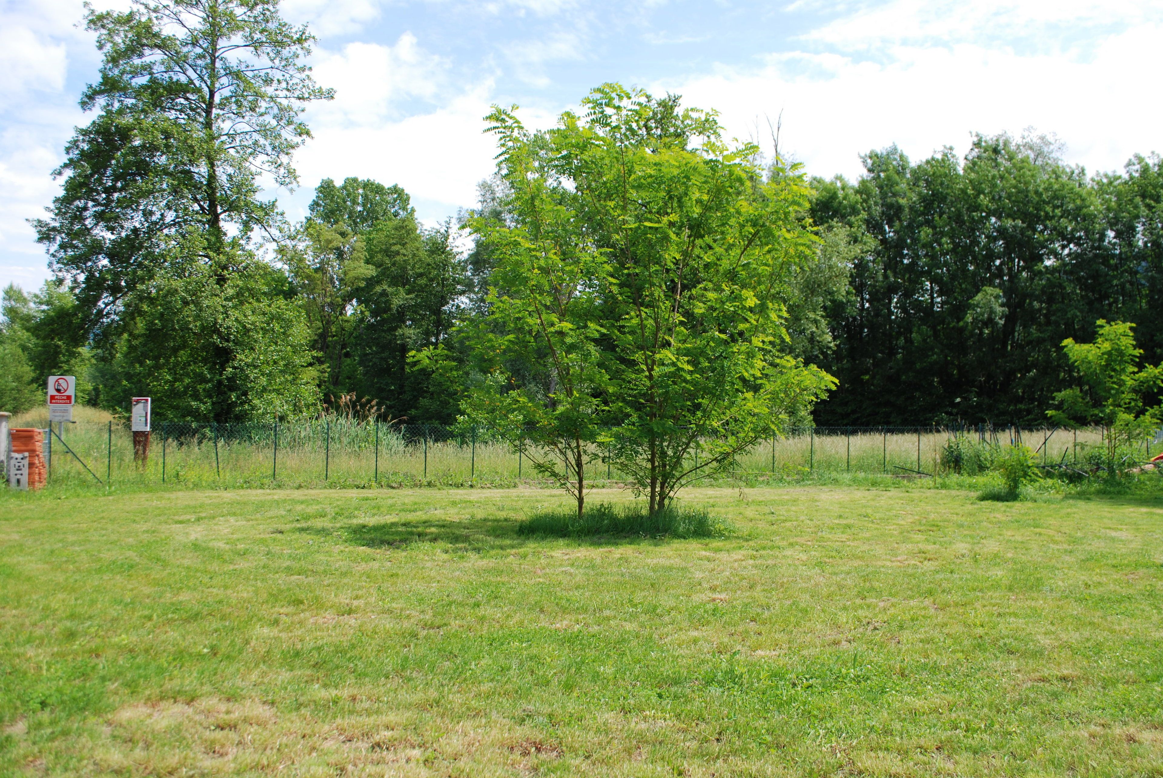 Un champ herbeux avec un seul arbre et une clôture en arrière-plan.