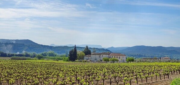 A vineyard with rows of grapevines and a building in the background. - La Bastide Saint Victor (Puyvert)