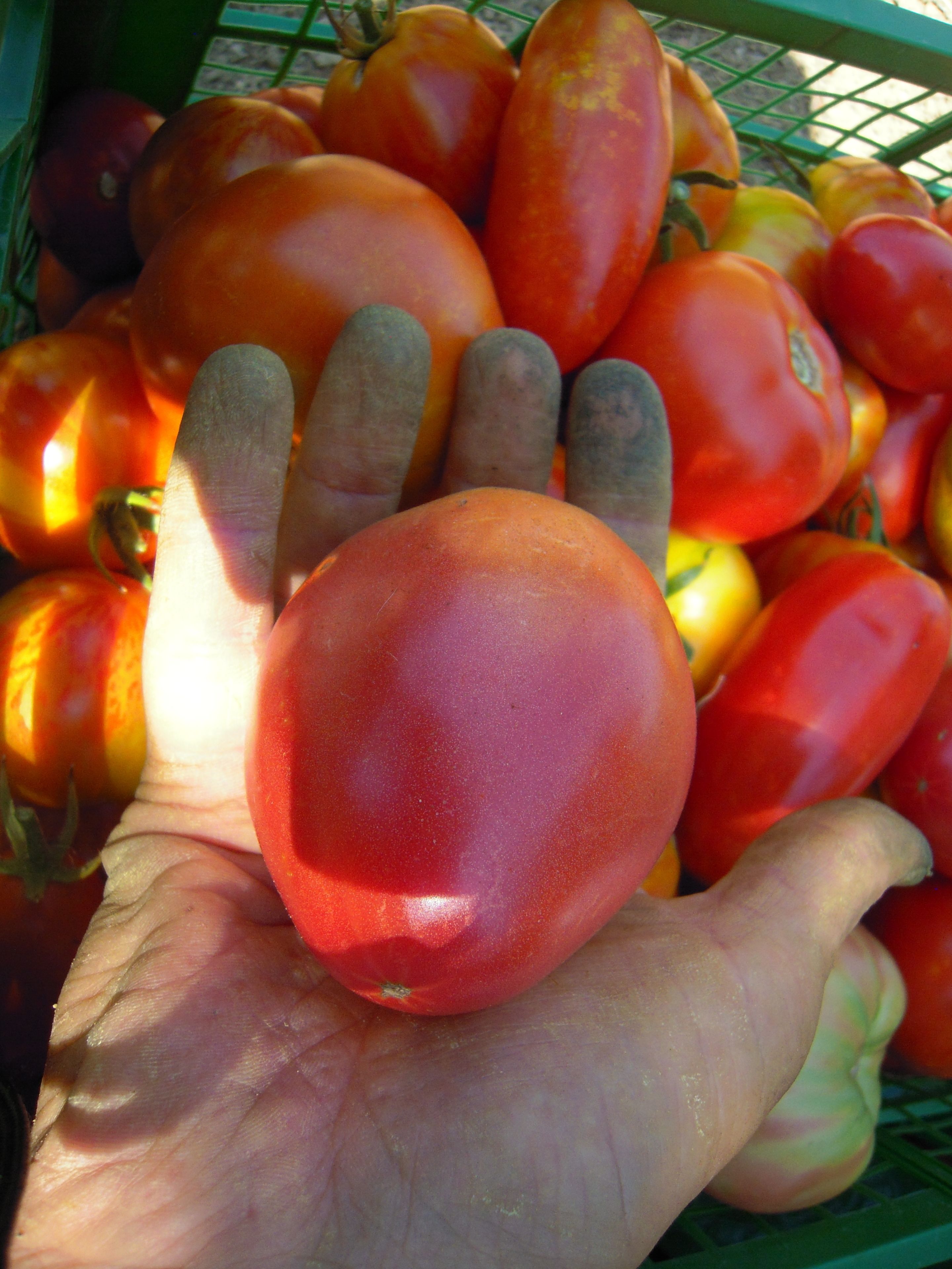 Una mano sostiene un tomate rojo, con una cesta de tomates verdes al fondo.