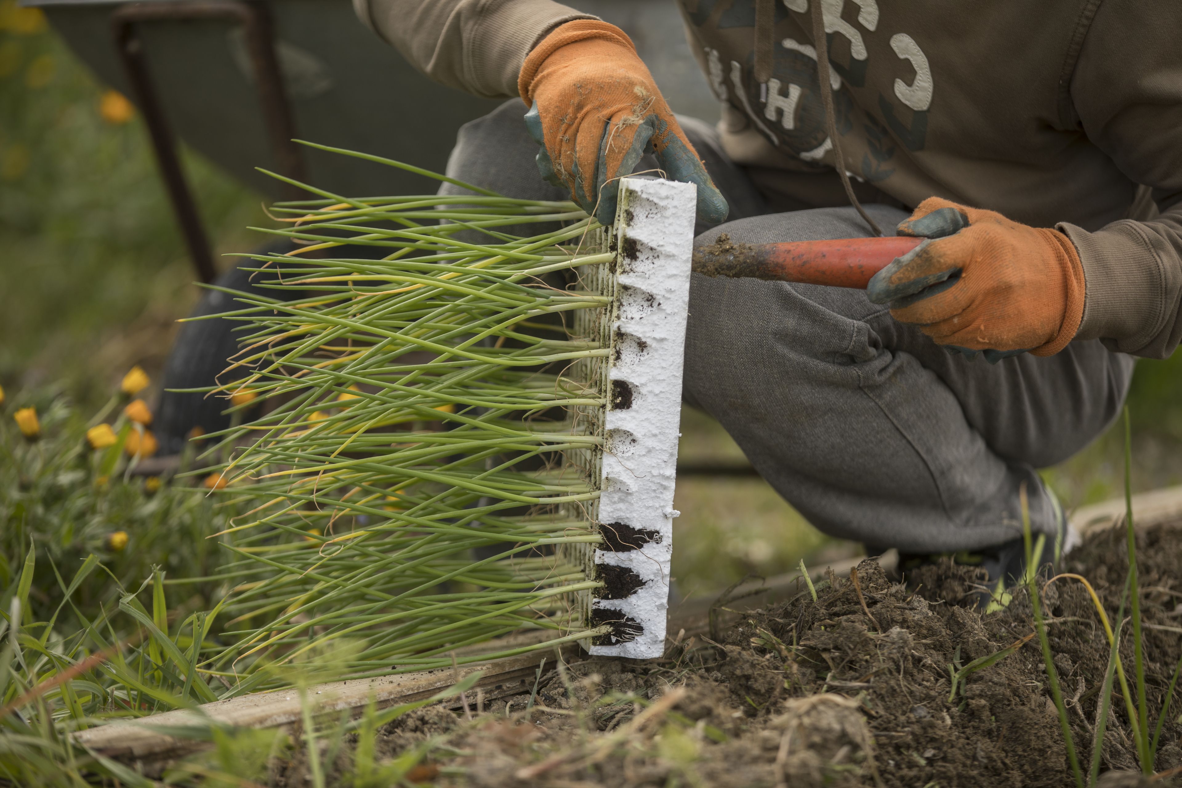 A person planting grass with a ruler for measurement.