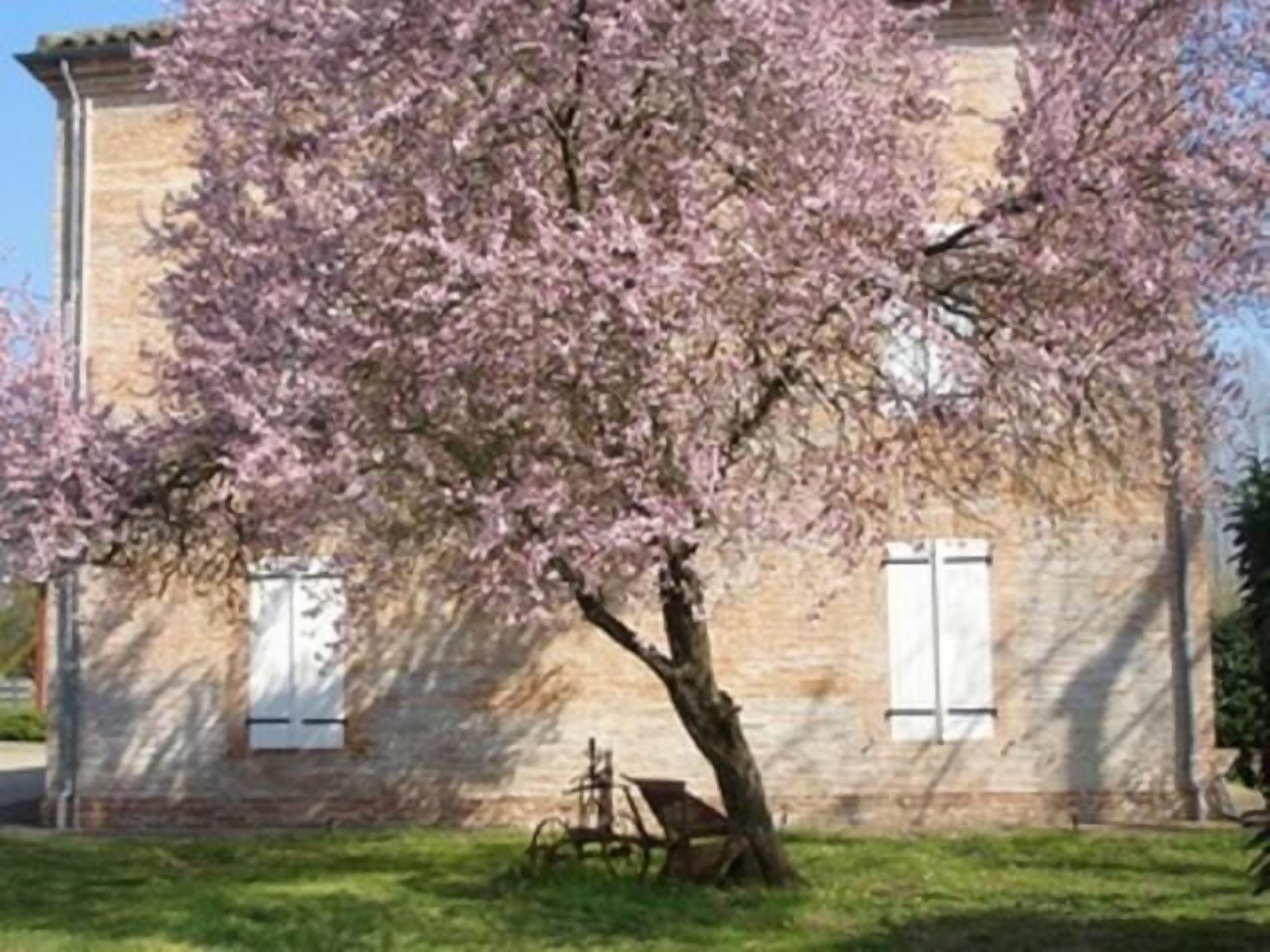 Un edificio con fachada de ladrillo, contraventanas blancas y un árbol con flores rosadas en primer plano.