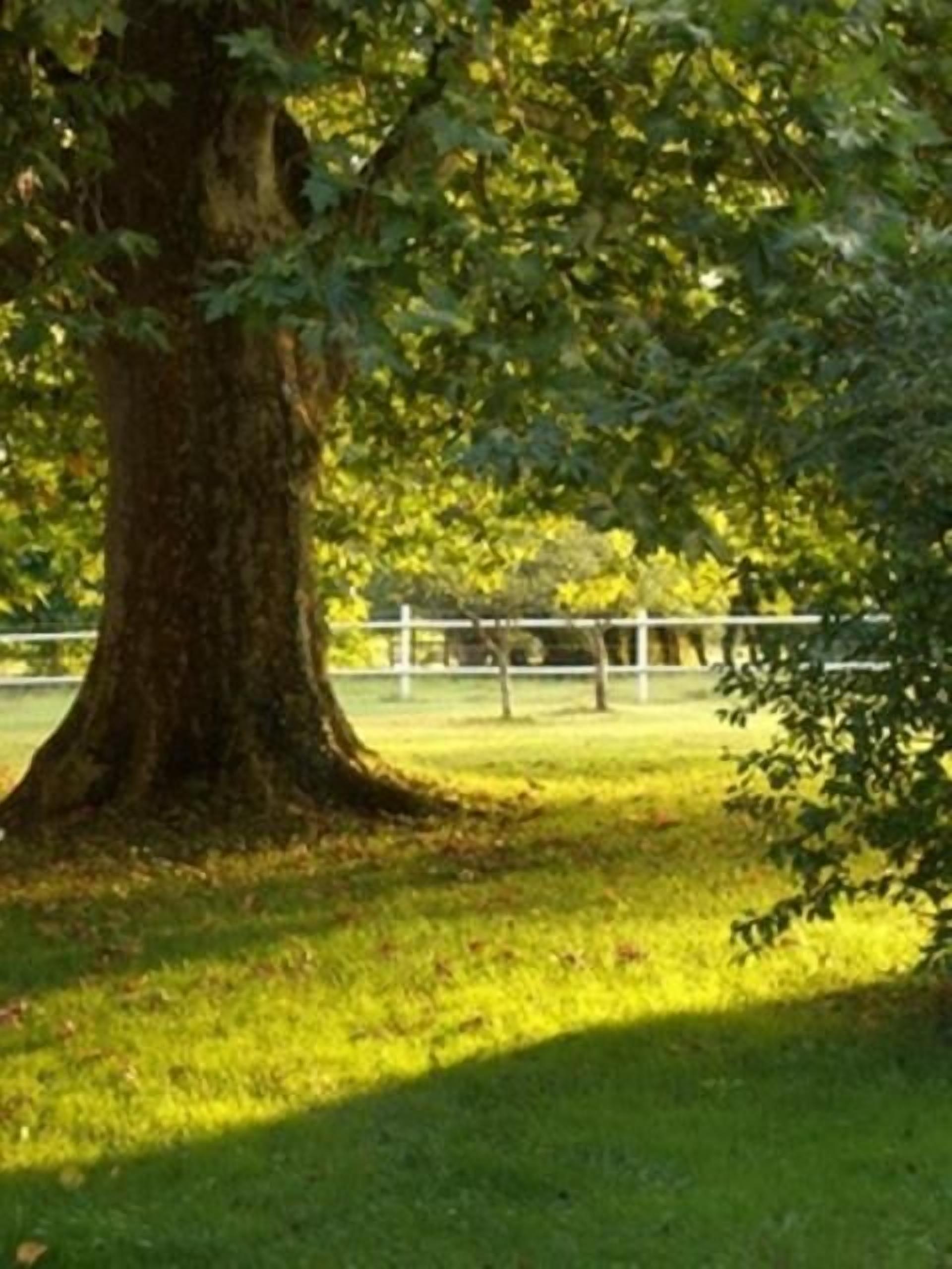 A large tree with a thick trunk and dense foliage in a grassy area.