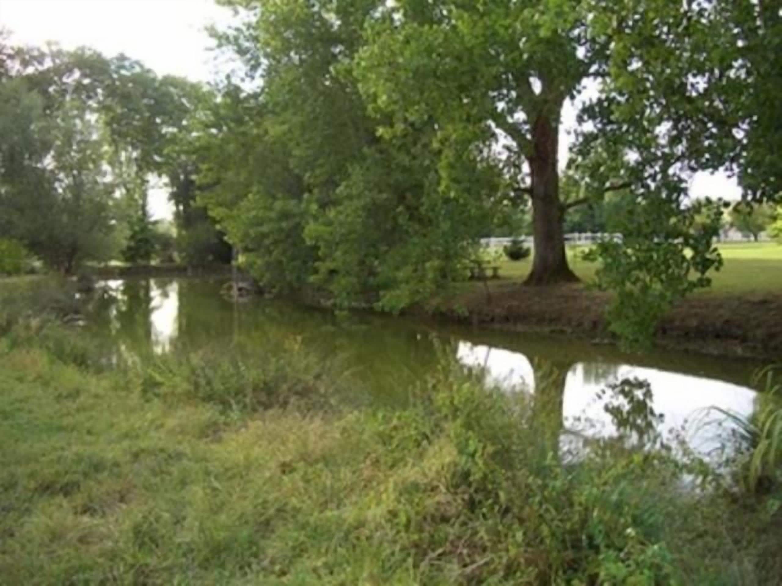 A calm pond with a large tree in the center, surrounded by lush greenery and a grassy area.