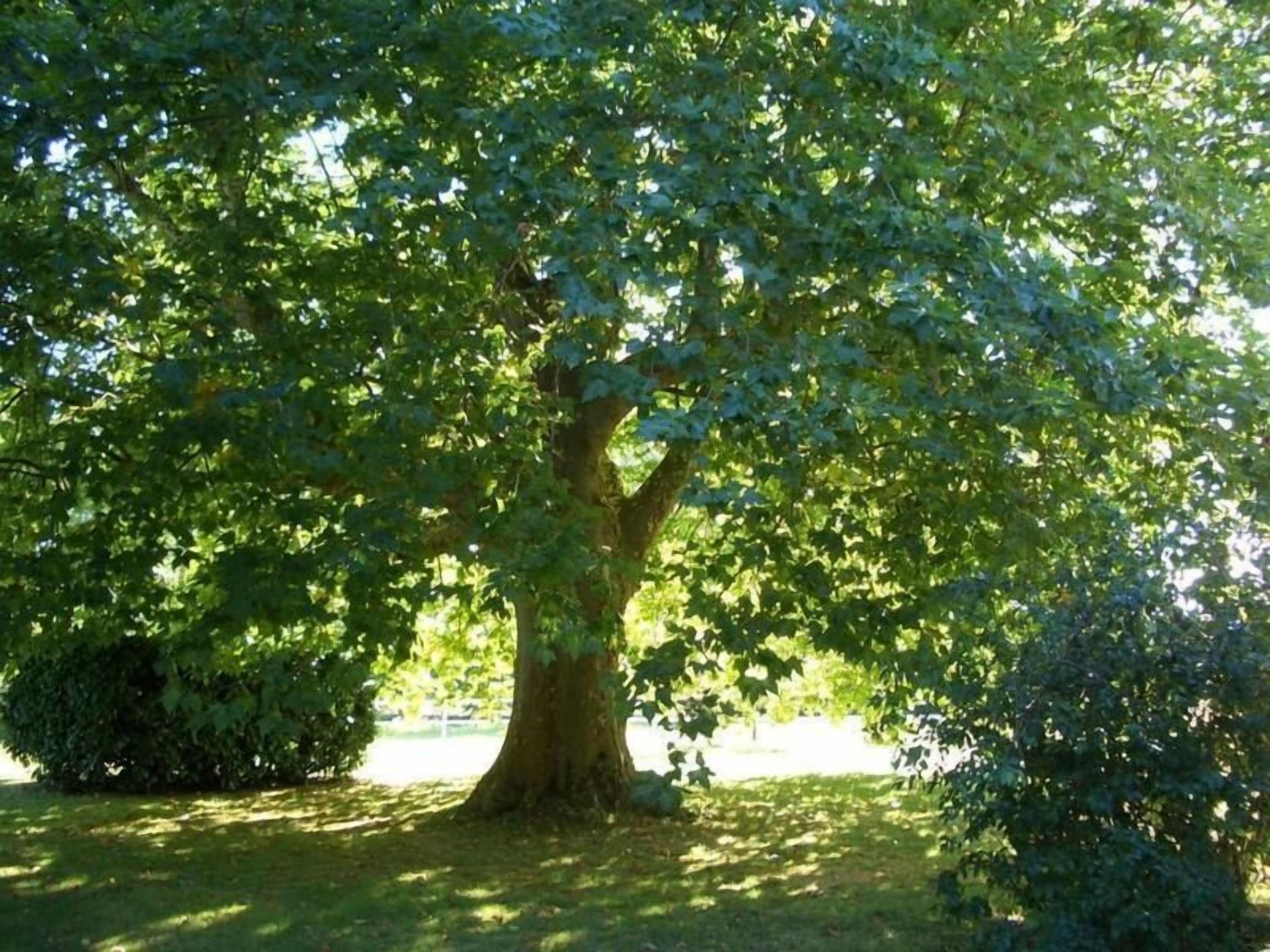 A large tree with a thick trunk and dense foliage in a park setting.