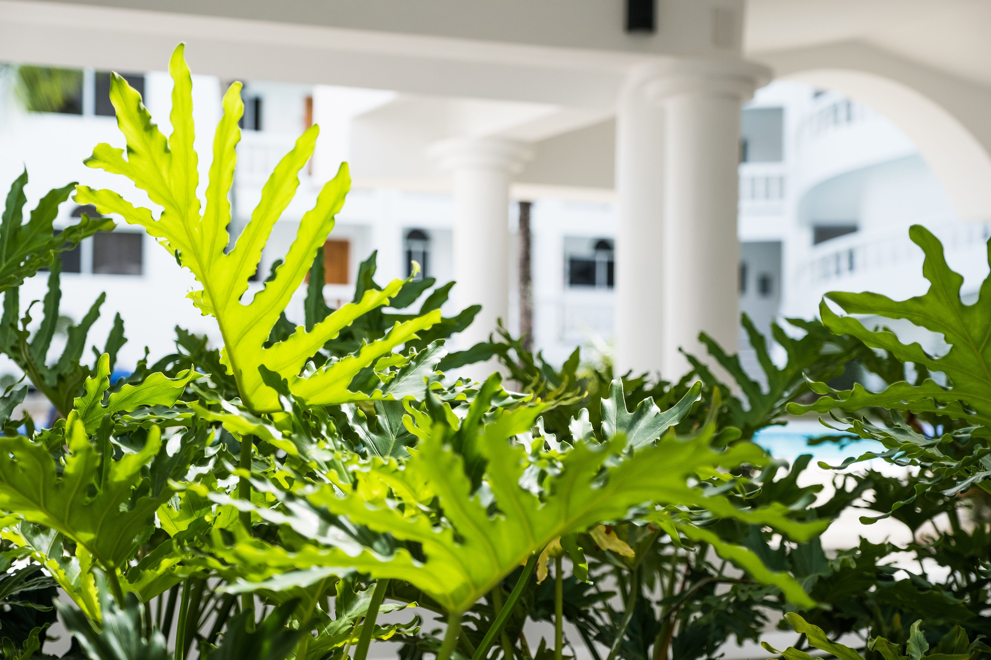 Un jardin intérieur luxuriant, où l’on trouve une grande variété de plantes vertes.