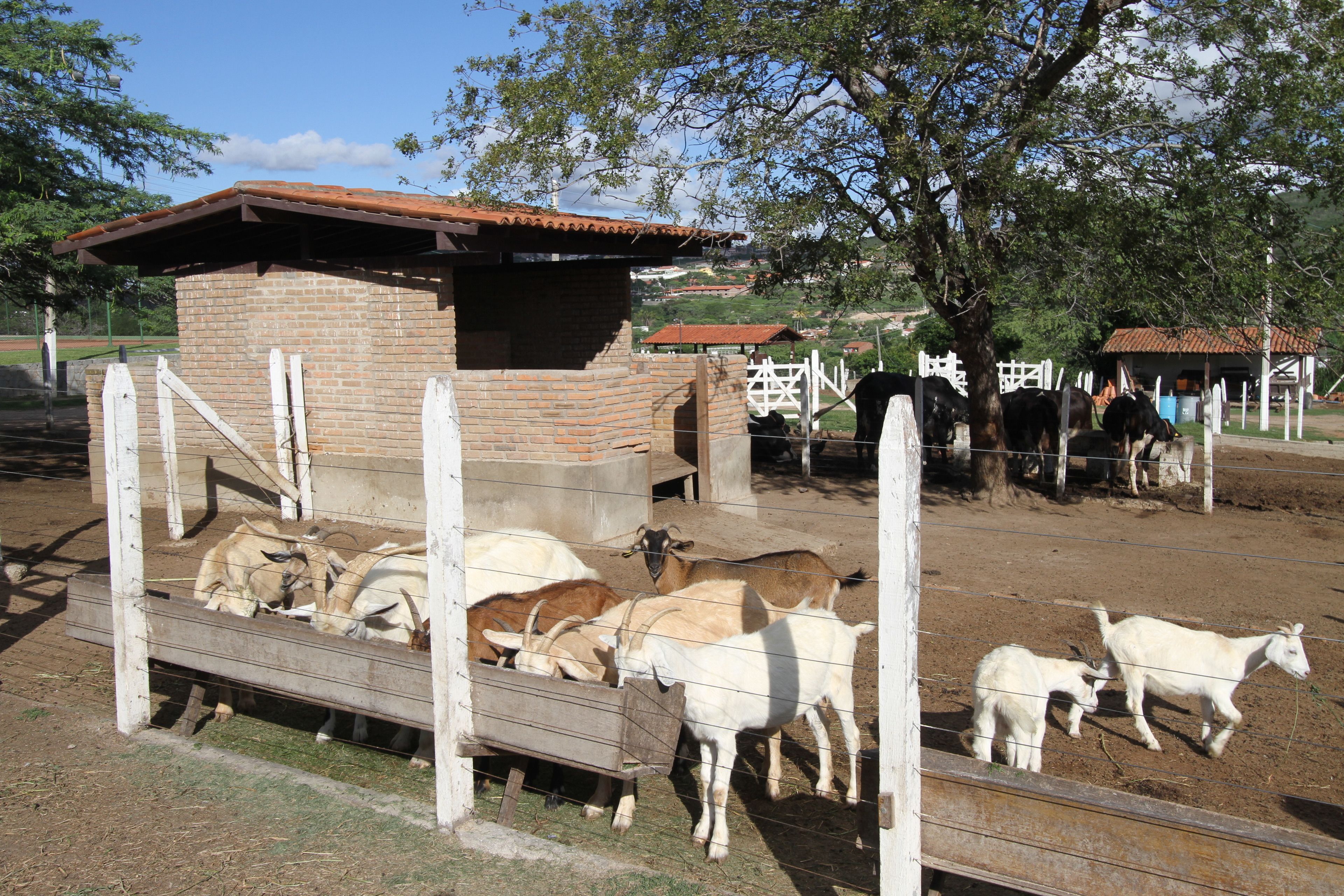 Un espacio cercado con cabras y una construcción de ladrillo.