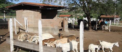 Un espacio cercado con cabras y una construcción de ladrillo.