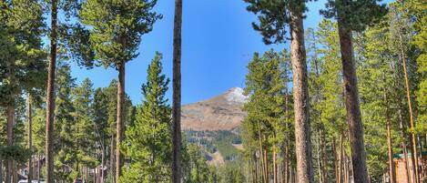 A road with tall pine trees on both sides, a clear blue sky, and a mountain in the background.