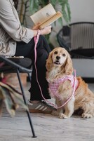 Una persona leyendo un libro con un perro que lleva un arnés rosa sentado a su lado.
