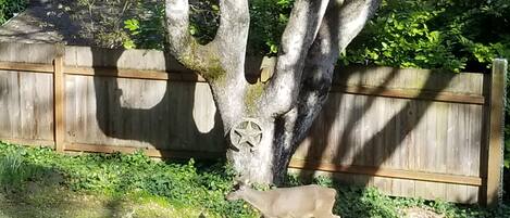 Overnattingsstedets uteområder