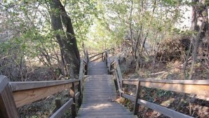A wooden staircase leading up a forested area with railings on both sides.