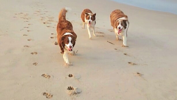 Three dogs walking on a sandy beach with footprints leading towards the ocean.