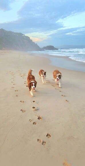 Drie honden lopen over een zanderig strand, met voetafdrukken die naar de oceaan leiden.