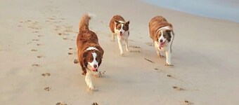 *** Heaven No 2, 100% Animaux acceptés Beach House ***