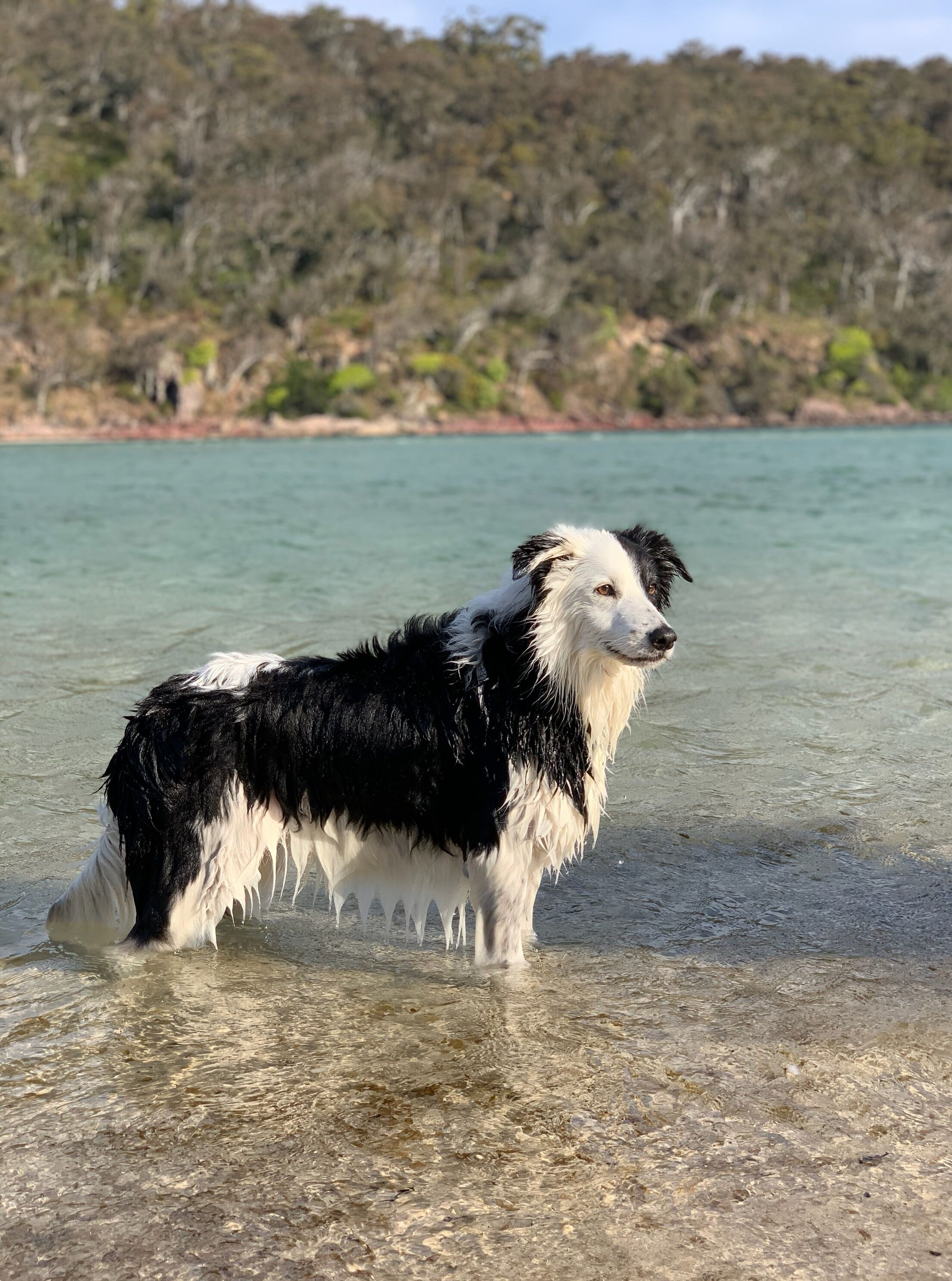 A dog standing in shallow water with a forested background.