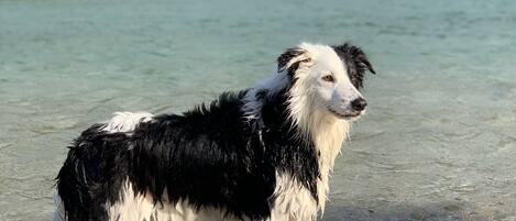 A dog standing in shallow water with a forested background.