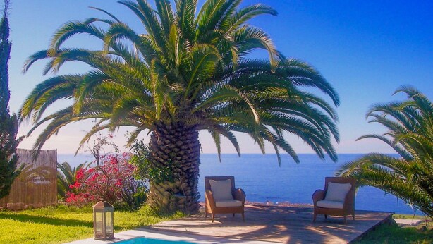 A pool area with two lounge chairs and a large palm tree.
