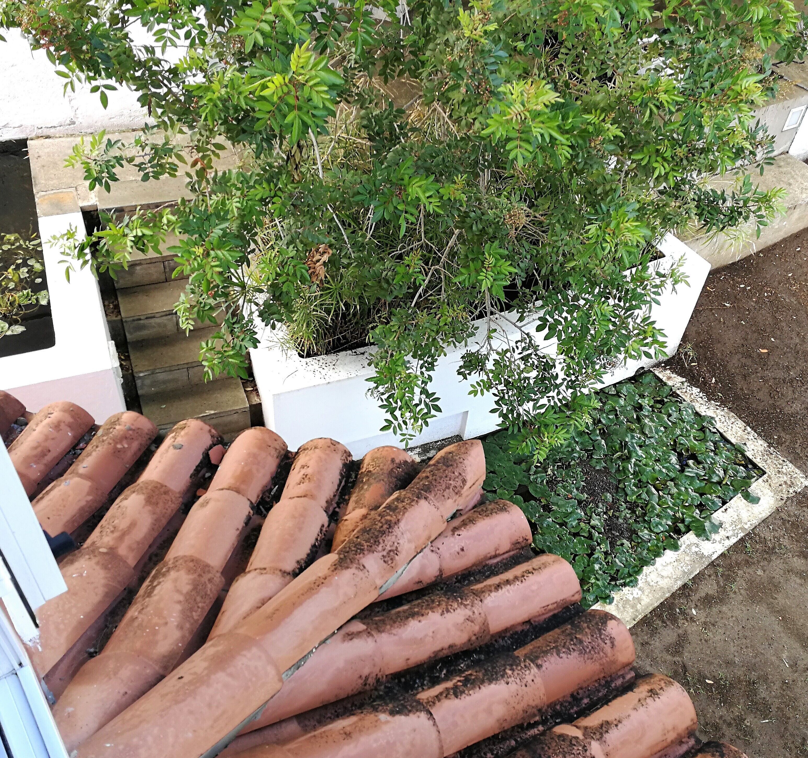 Terracotta dakpannen, een witte plantenbak met groene planten, en een betonconstructie.