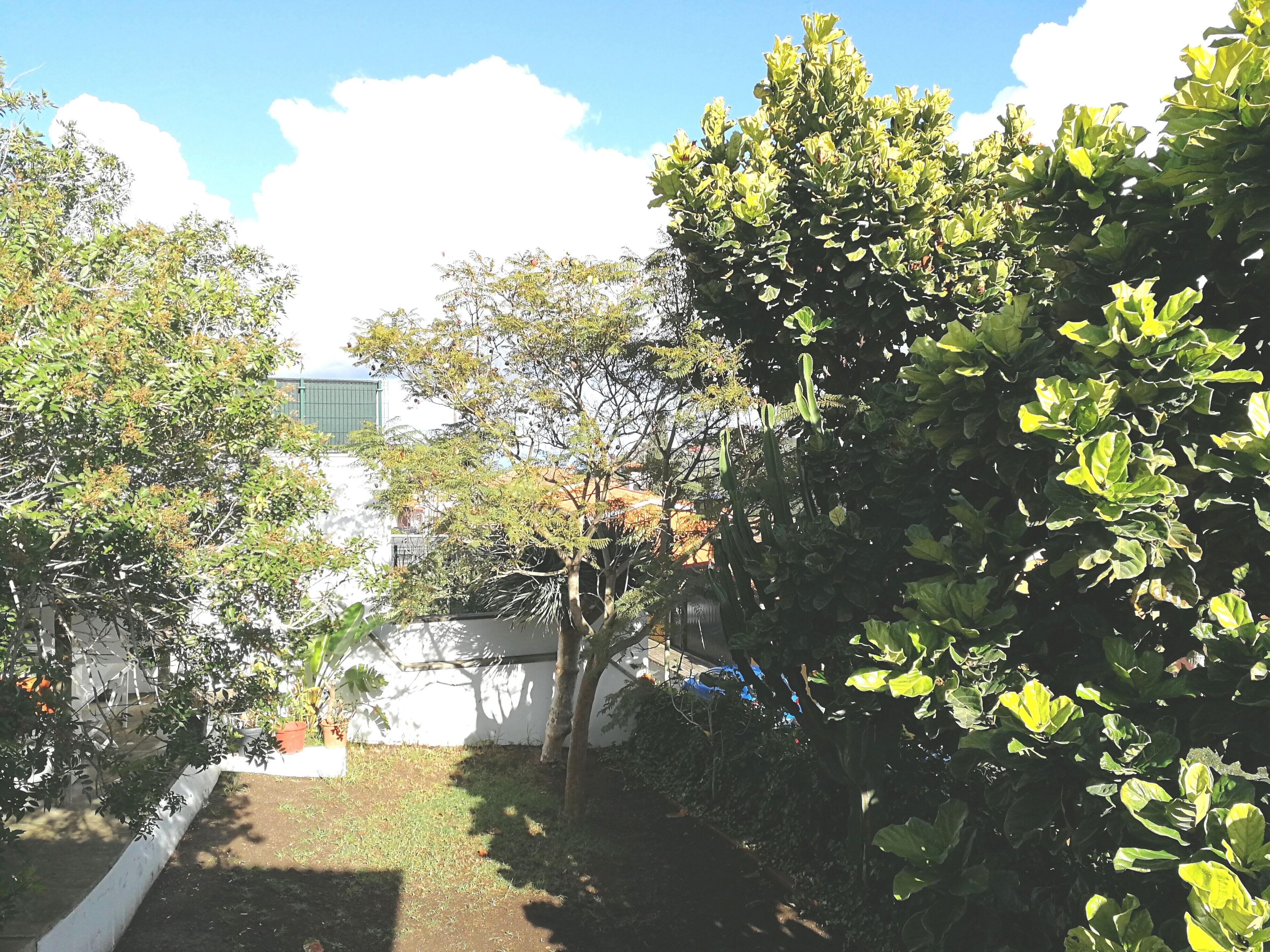 Un jardín con varios árboles y un edificio blanco al fondo.