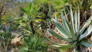 Ein Garten mit verschiedenen Pflanzen, darunter Kakteen und Agaven.