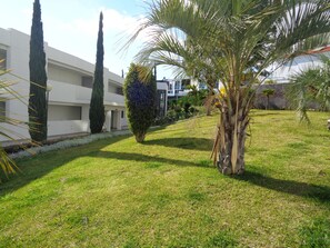 Zona verde bien cuidada con una palmera, un pino alto y un arbusto recortado.