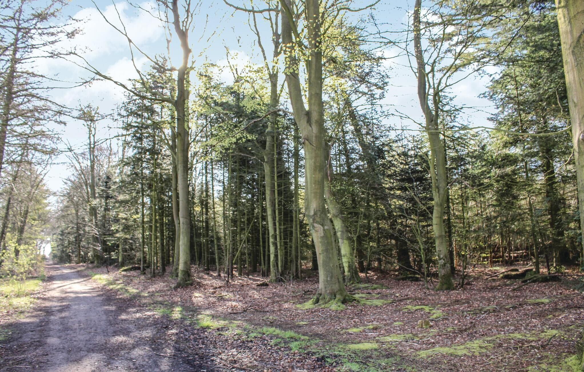 Une zone boisée avec un sentier de terre.