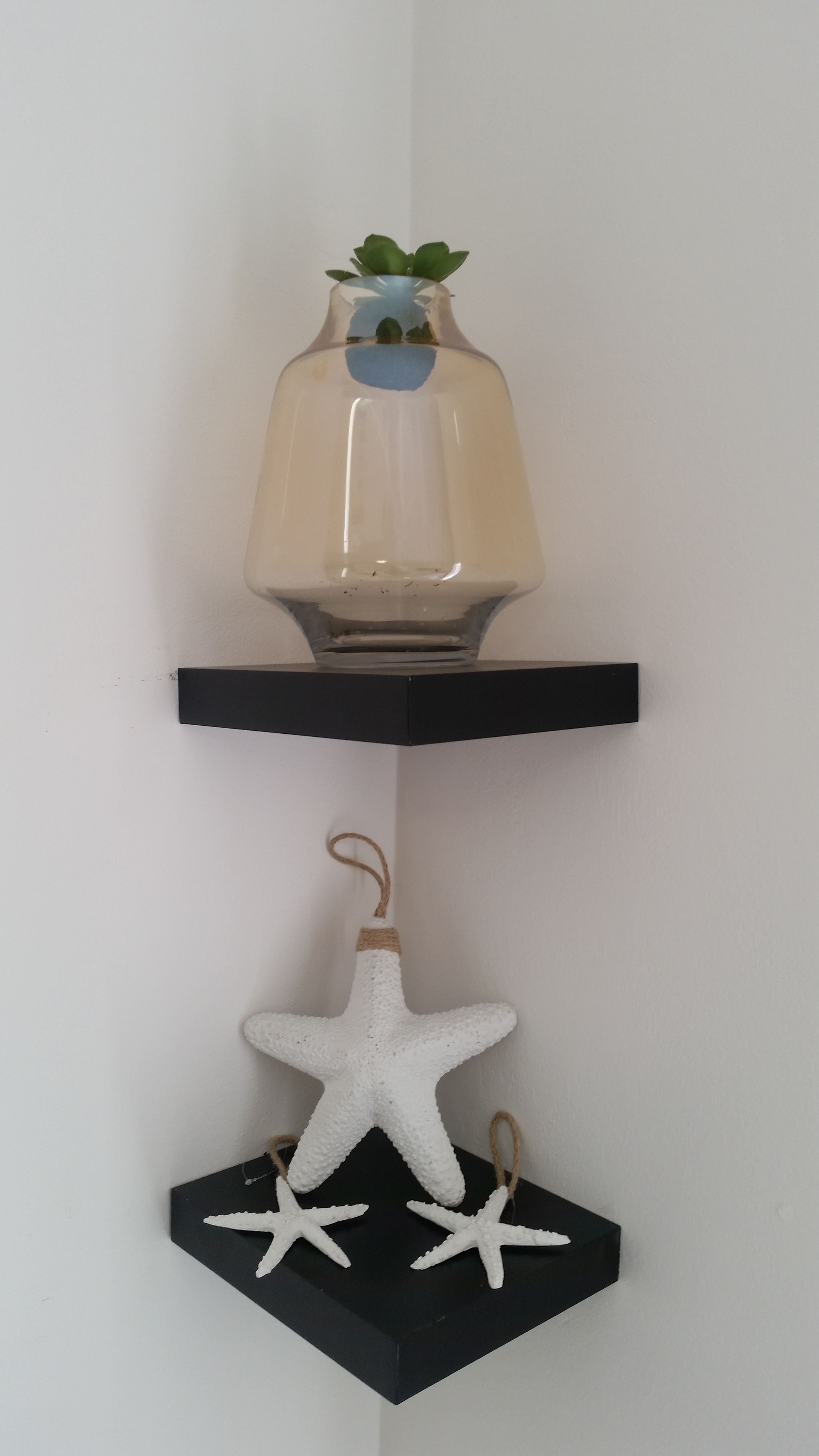 Una estantería con un florero transparente que contiene una planta, una estantería negra debajo y una estrella de mar decorativa blanca.