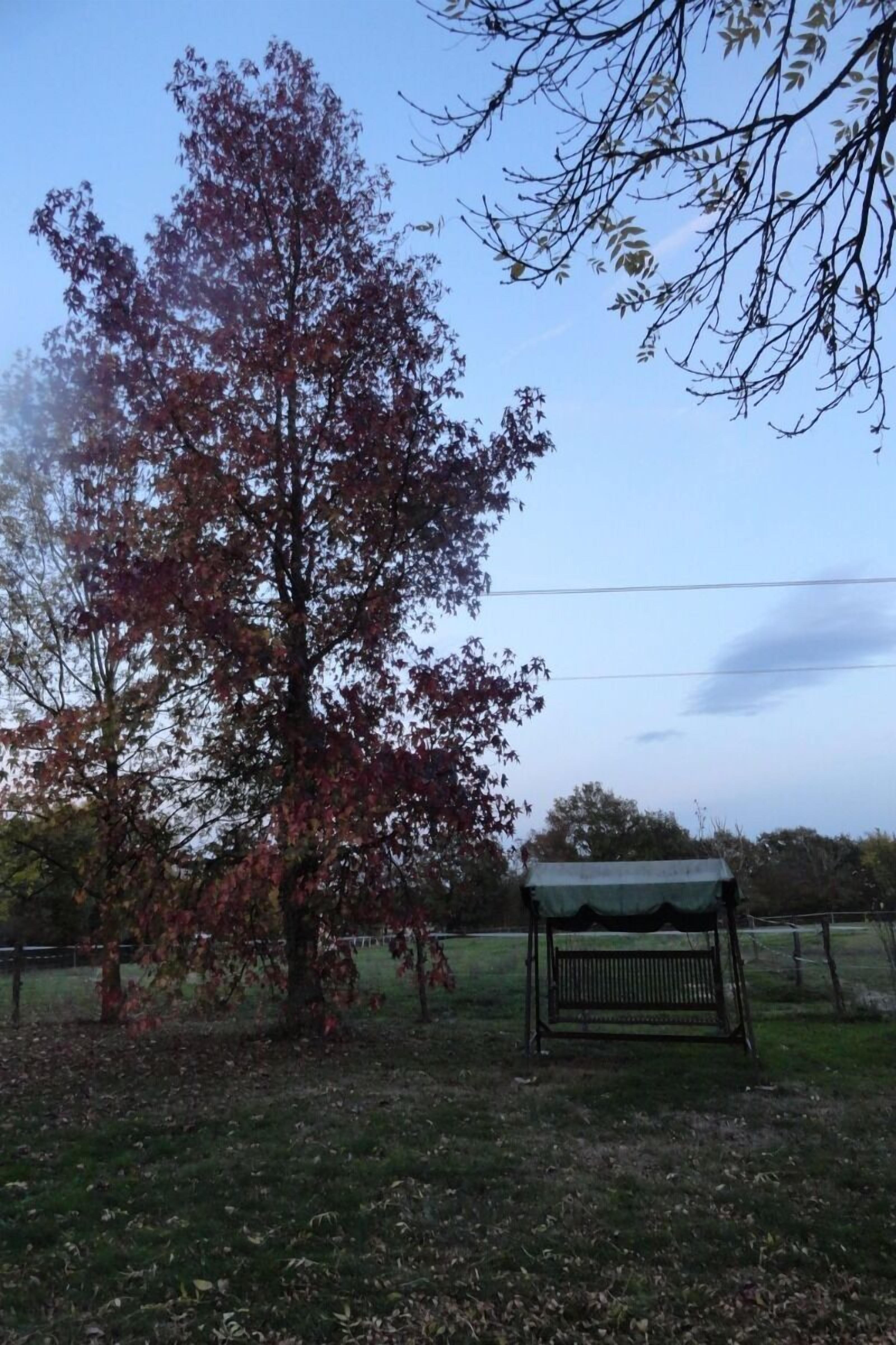 Ein Baum mit roten Blättern, eine Bank und eine Rasenfläche.