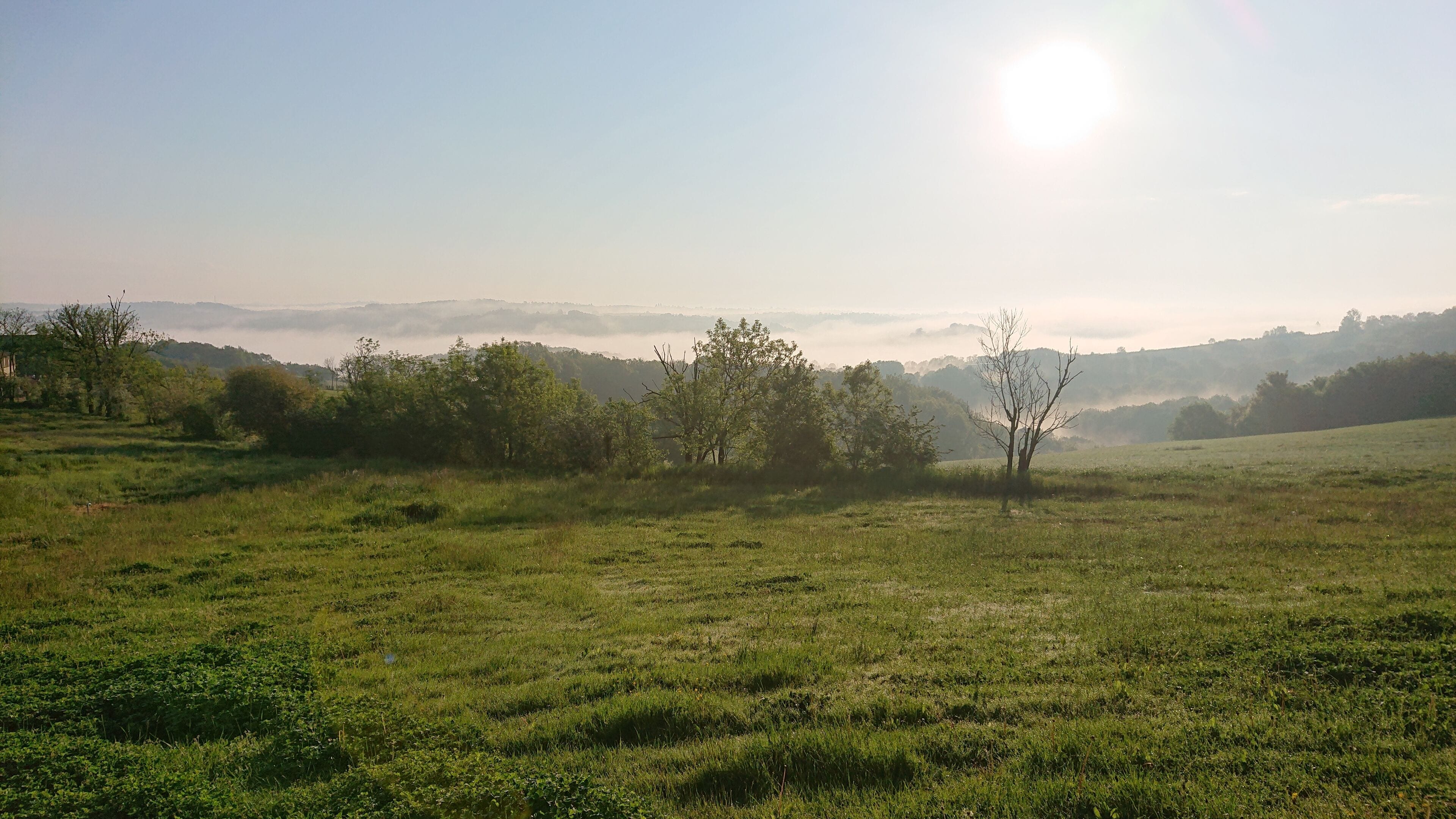 A grassy field with trees and a clear sky.
