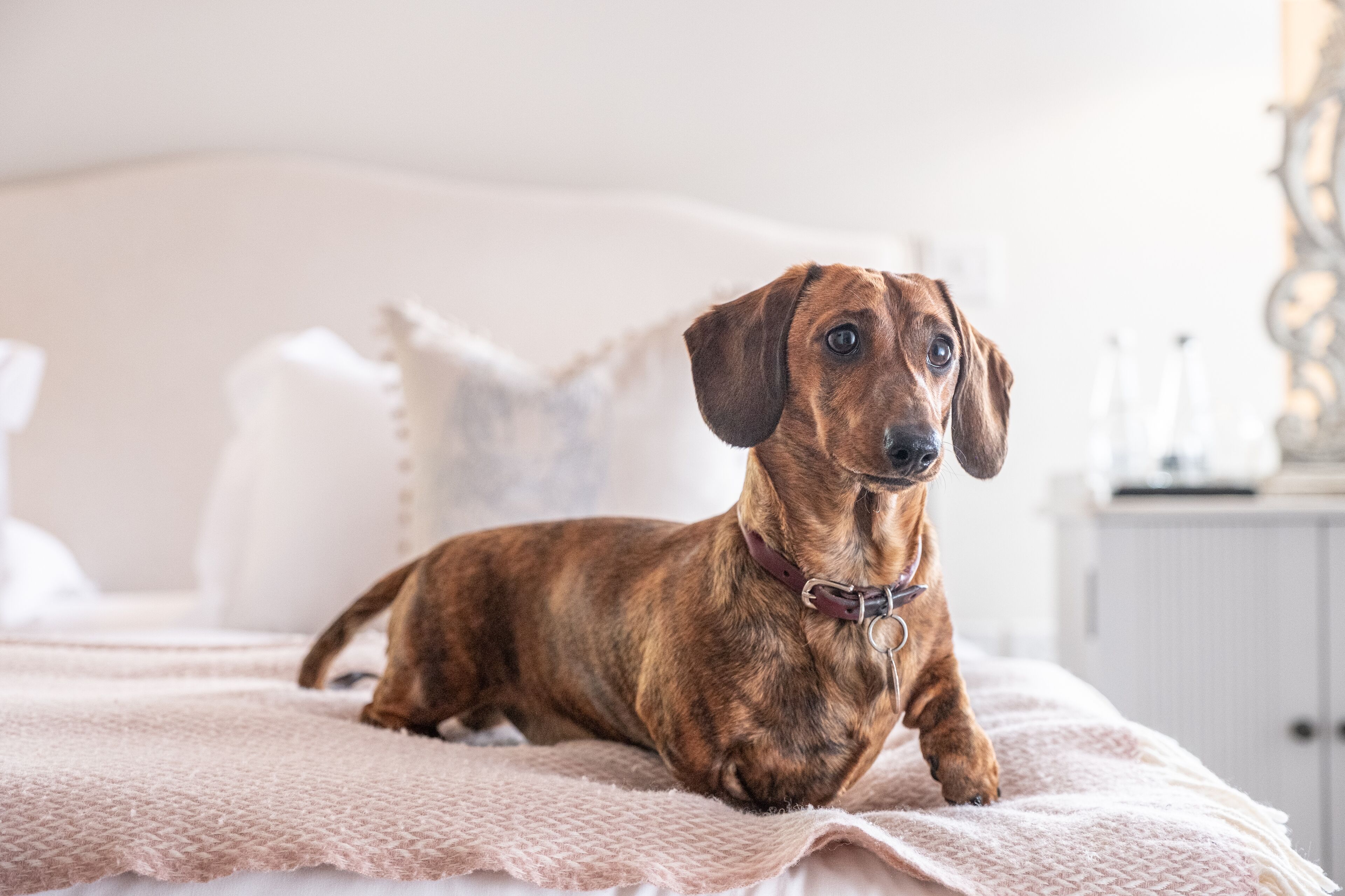 A dog lying on a bed with a white headboard and a bedside table with a lamp.