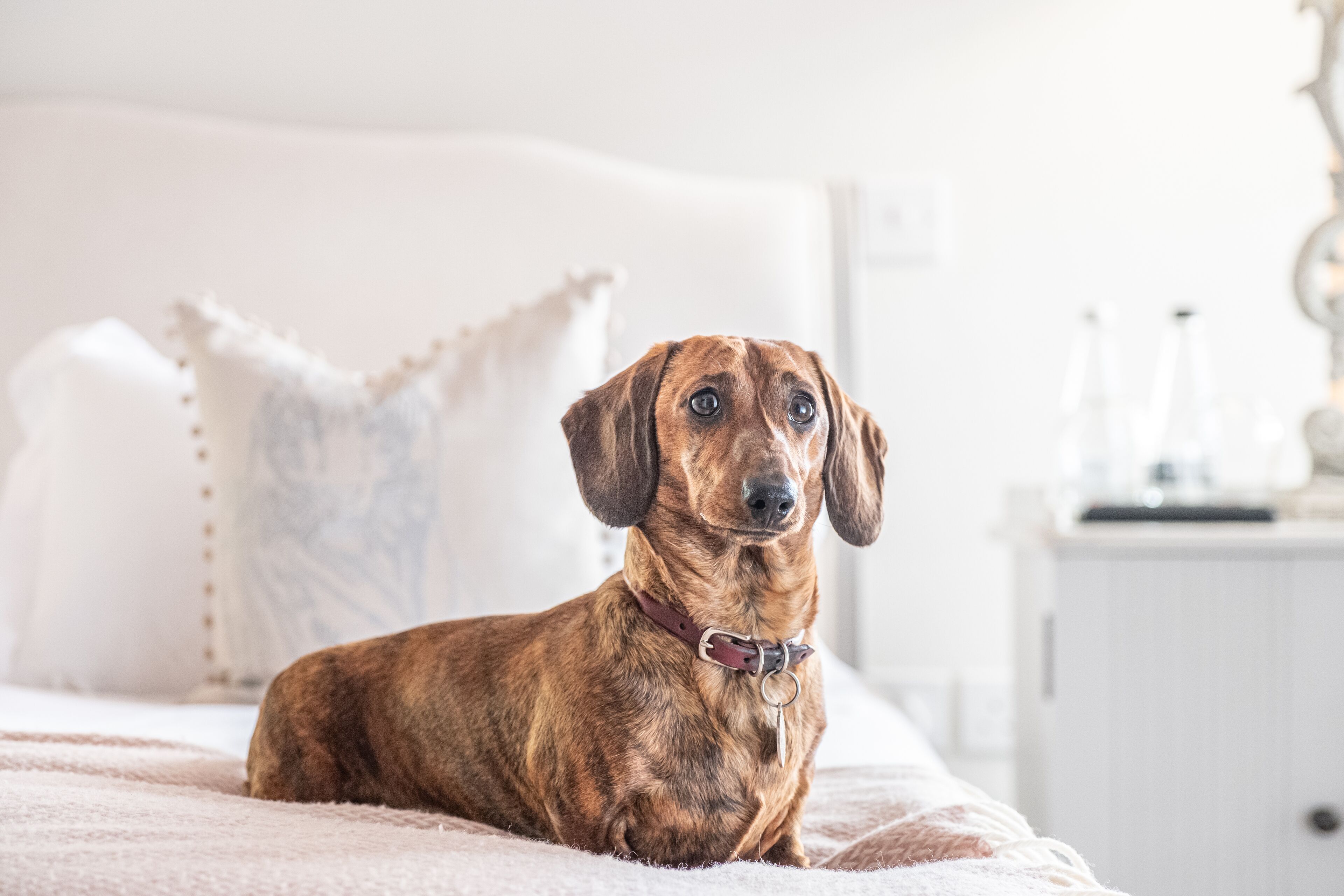 Een hond ligt op een bed met een wit hoofdeinde en een nachtkastje met een lamp.