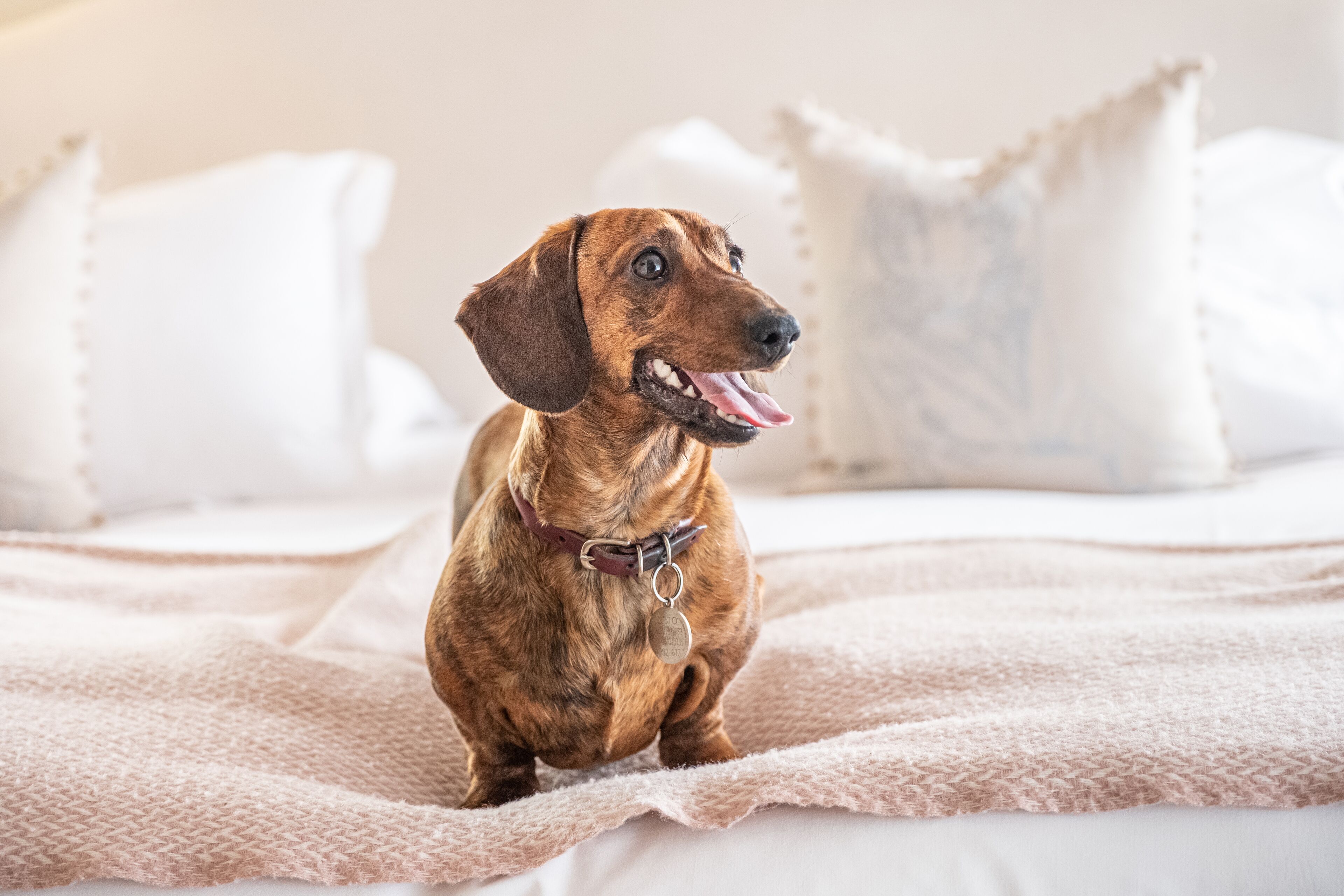 Un perro sentado en una cama con ropa de cama y almohadas blancas.