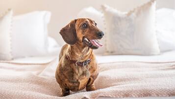 Un perro sentado en una cama con ropa de cama y almohadas blancas.