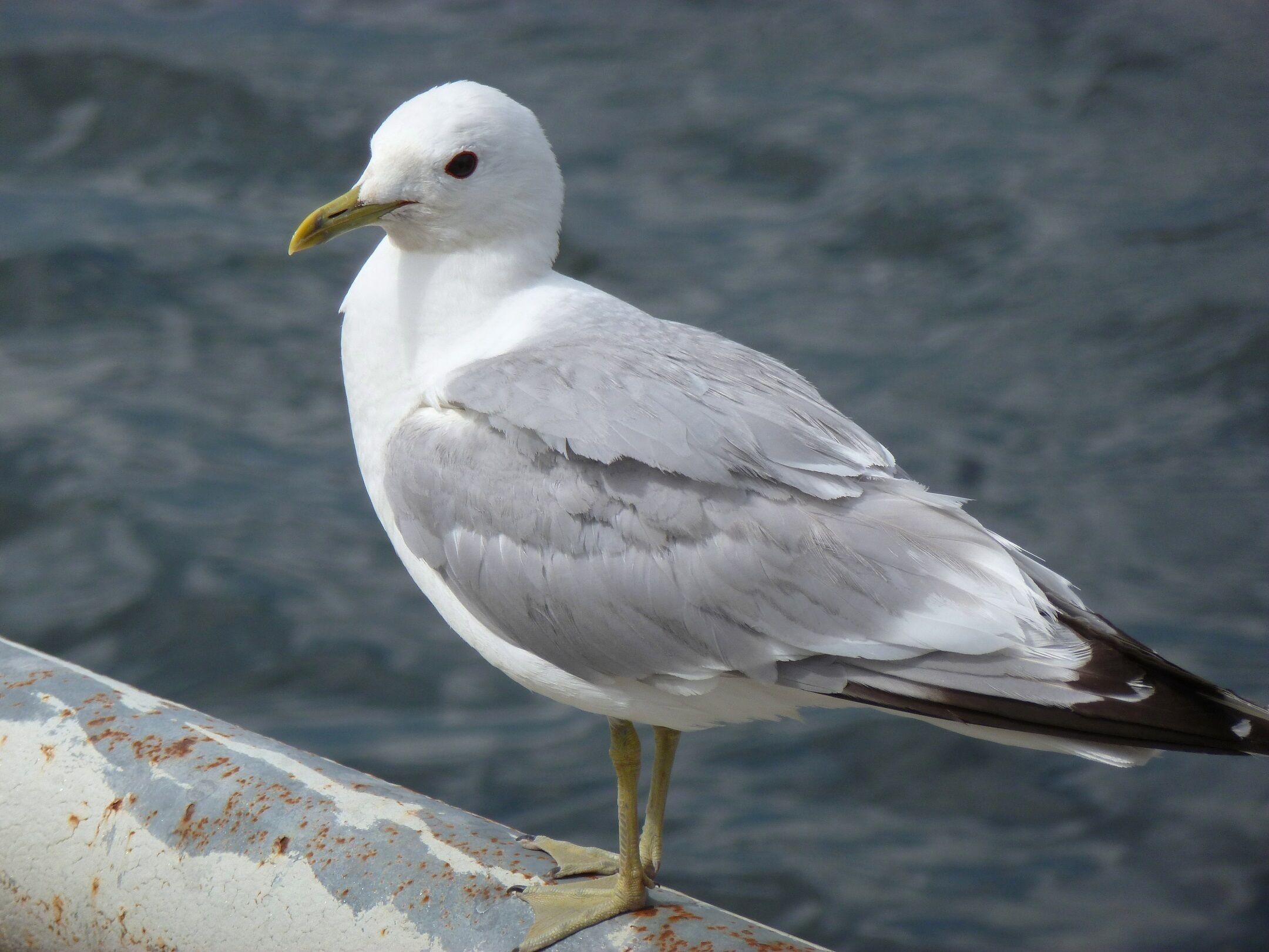 A seagull perched on a rusted metal railing.