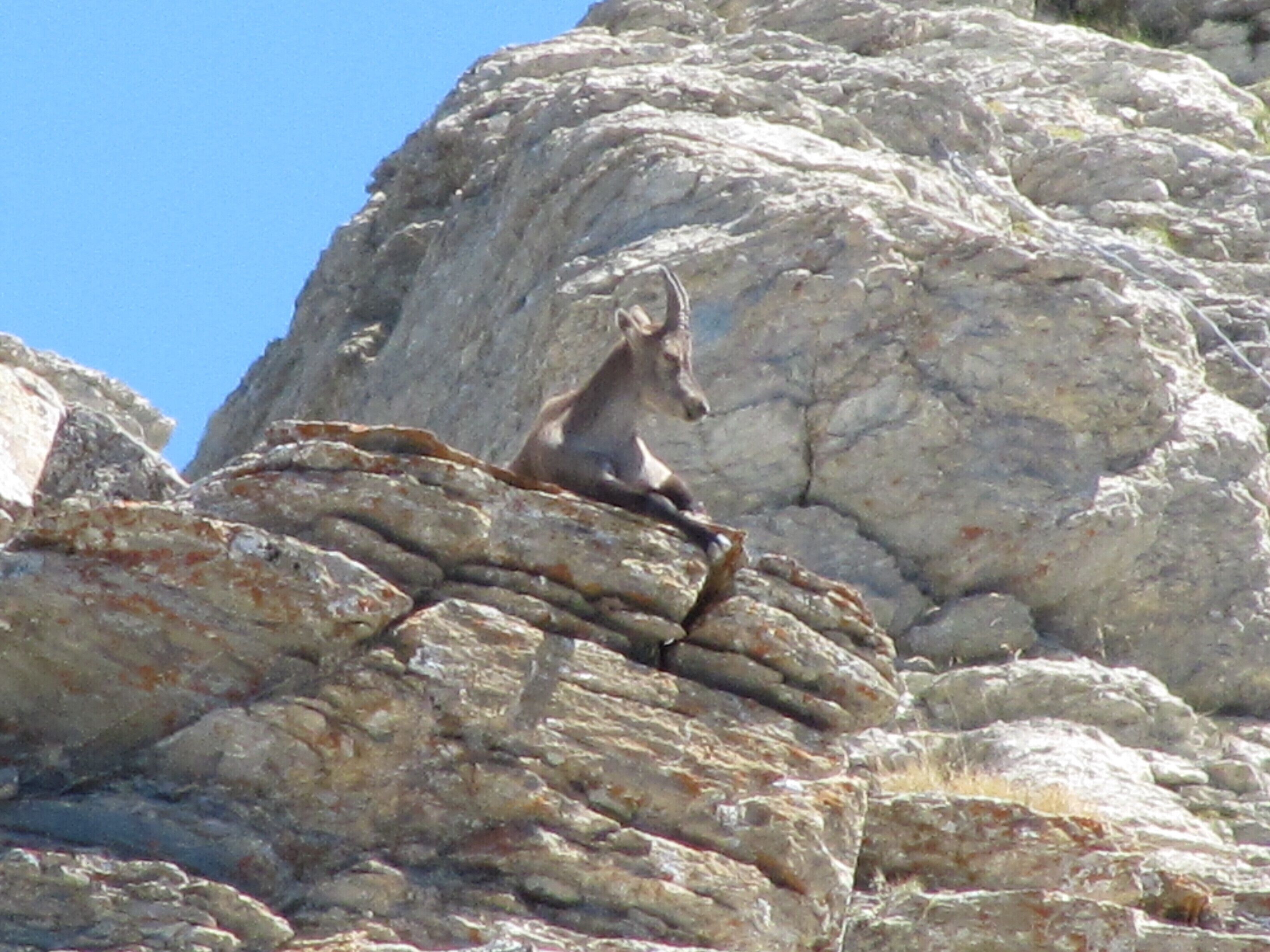 Bouquetin au repos
