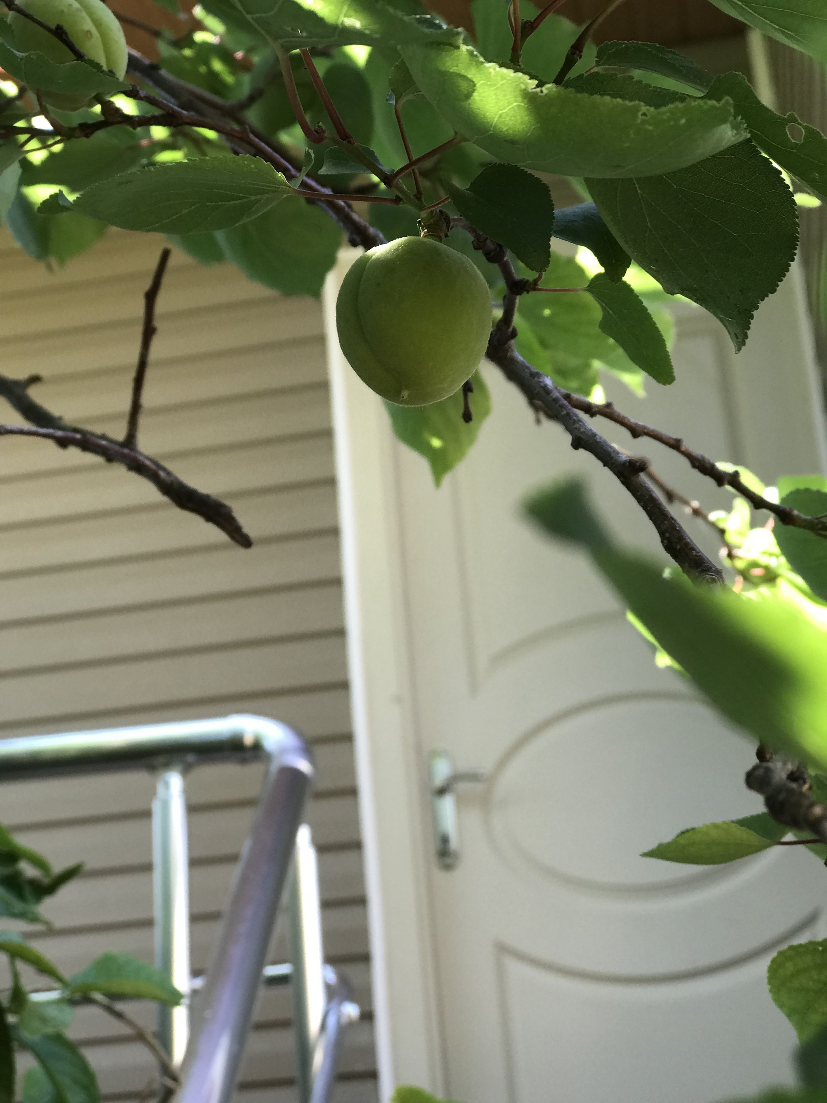 A close-up of a green fruit on a tree branch with a metal railing and a white door in the background.