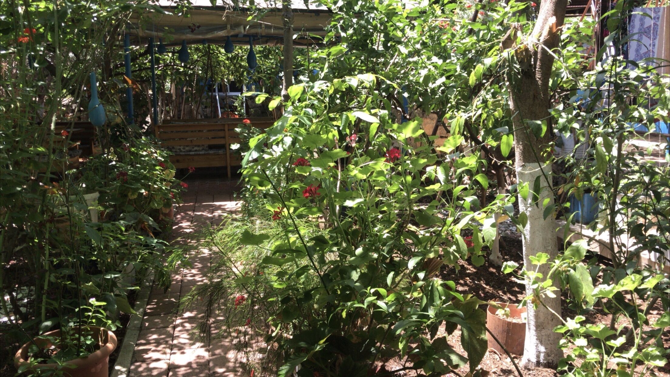 A garden with various plants and a wooden structure in the background.