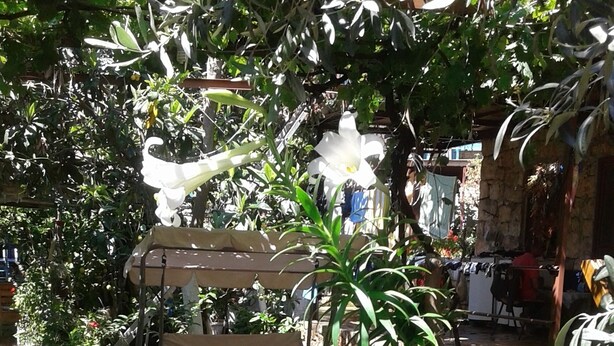 Ein Garten mit Blumentöpfen, einem Holztisch und einem Stuhl.