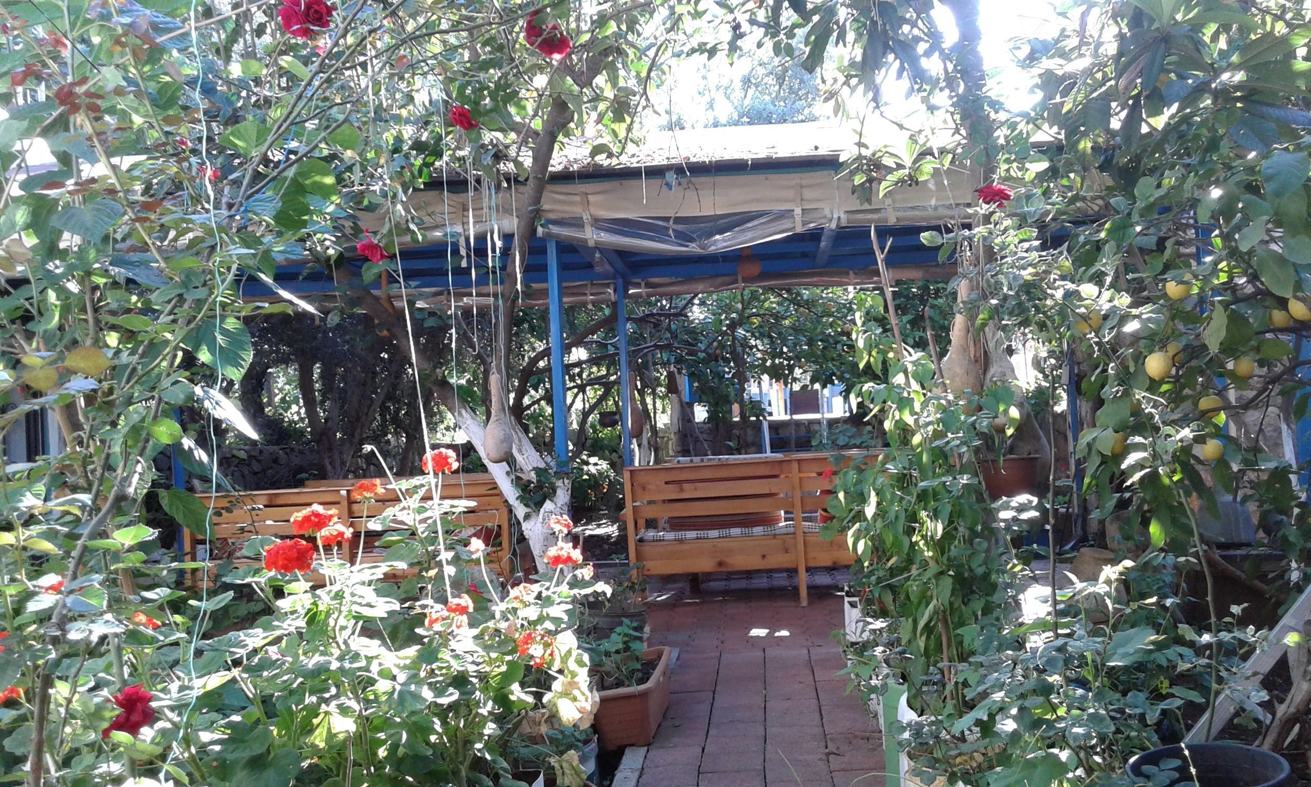 Ein Garten mit einer Holzbank, Kübelpflanzen und einer Pergola.