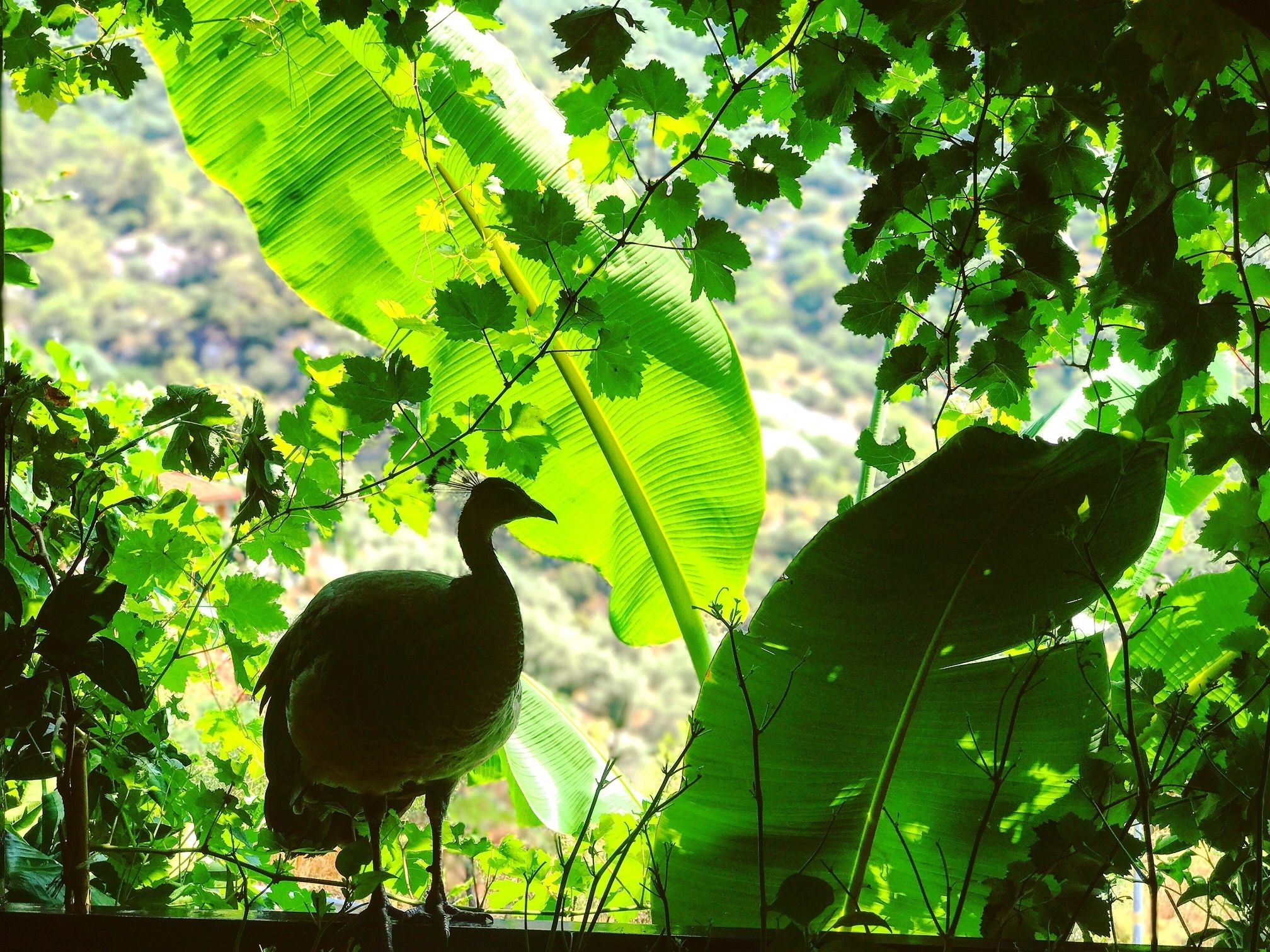 A bird standing among lush green foliage.