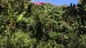 A lush garden with various plants and trees, including banana trees and pink flowers.