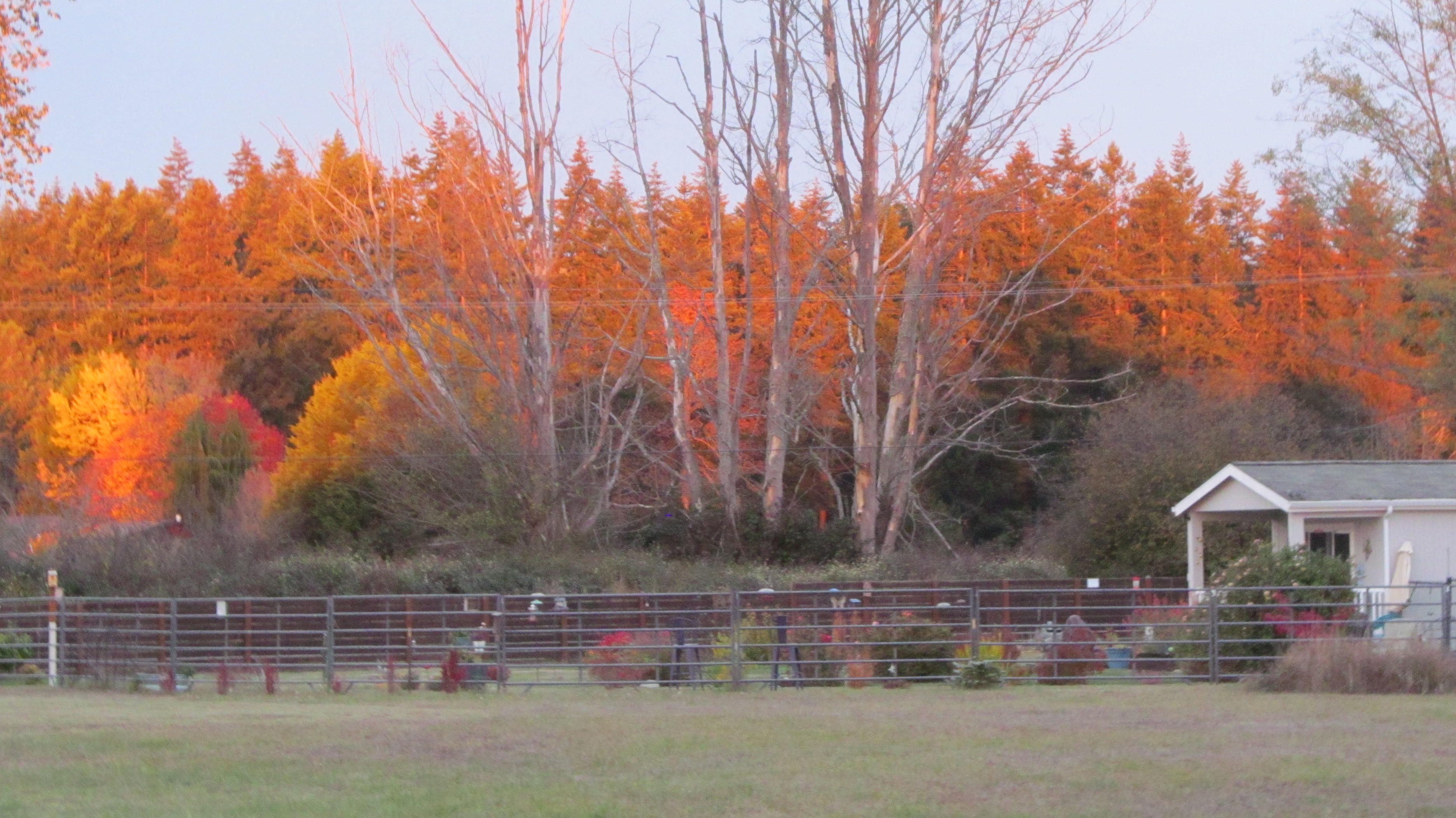 A fenced area with a building and trees in the background.